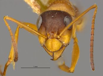 Media type: image;   Entomology 553610 Aspect: head frontal view